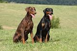 DOBERMANN 1109